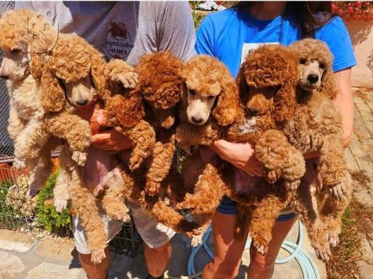 PoulaTo: Royal Poodle κουτάβια